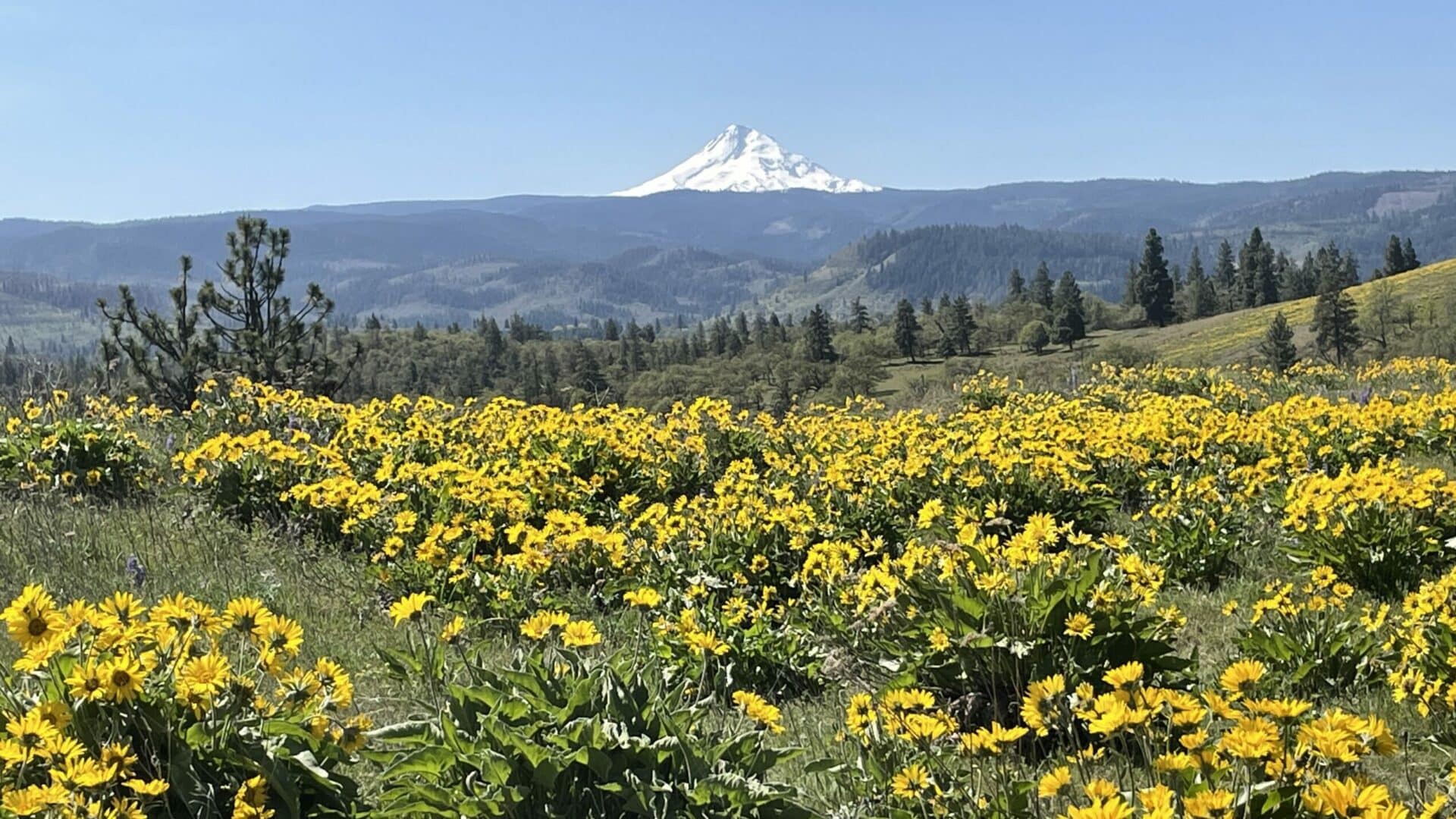 Mt Hood in the distance across a field of balsamroot