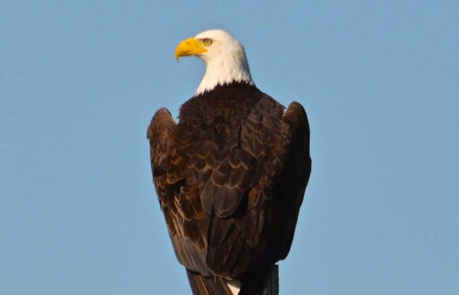 A majestic Bald Eagle surrounded by blue ski