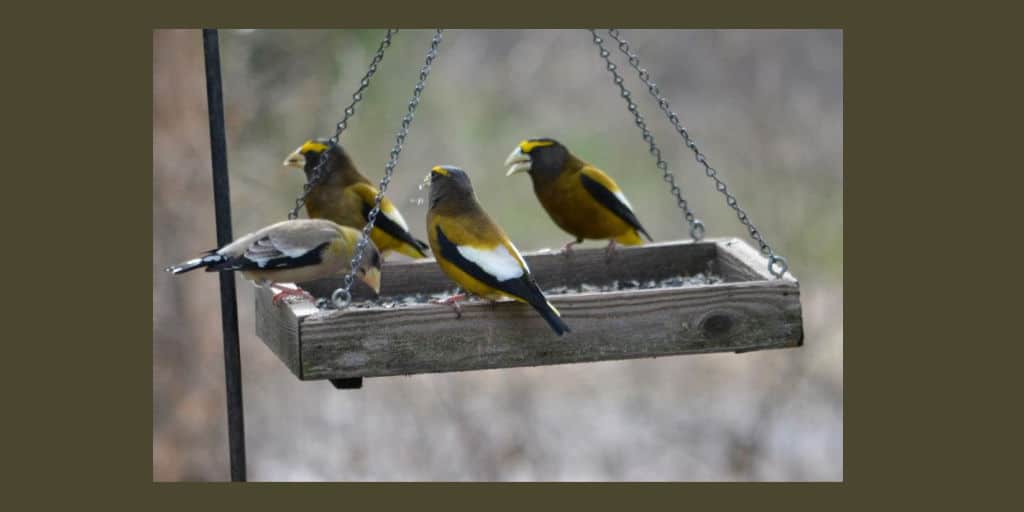 Evening Grosbeak feeding in tray feeder