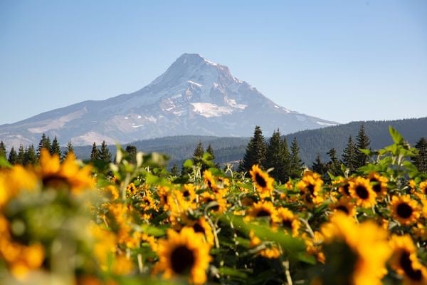 Grateful Vineyards sunflowers with Mtt. Hood in the background