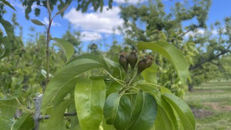 itsy bitsy pears in the Hood River Valley