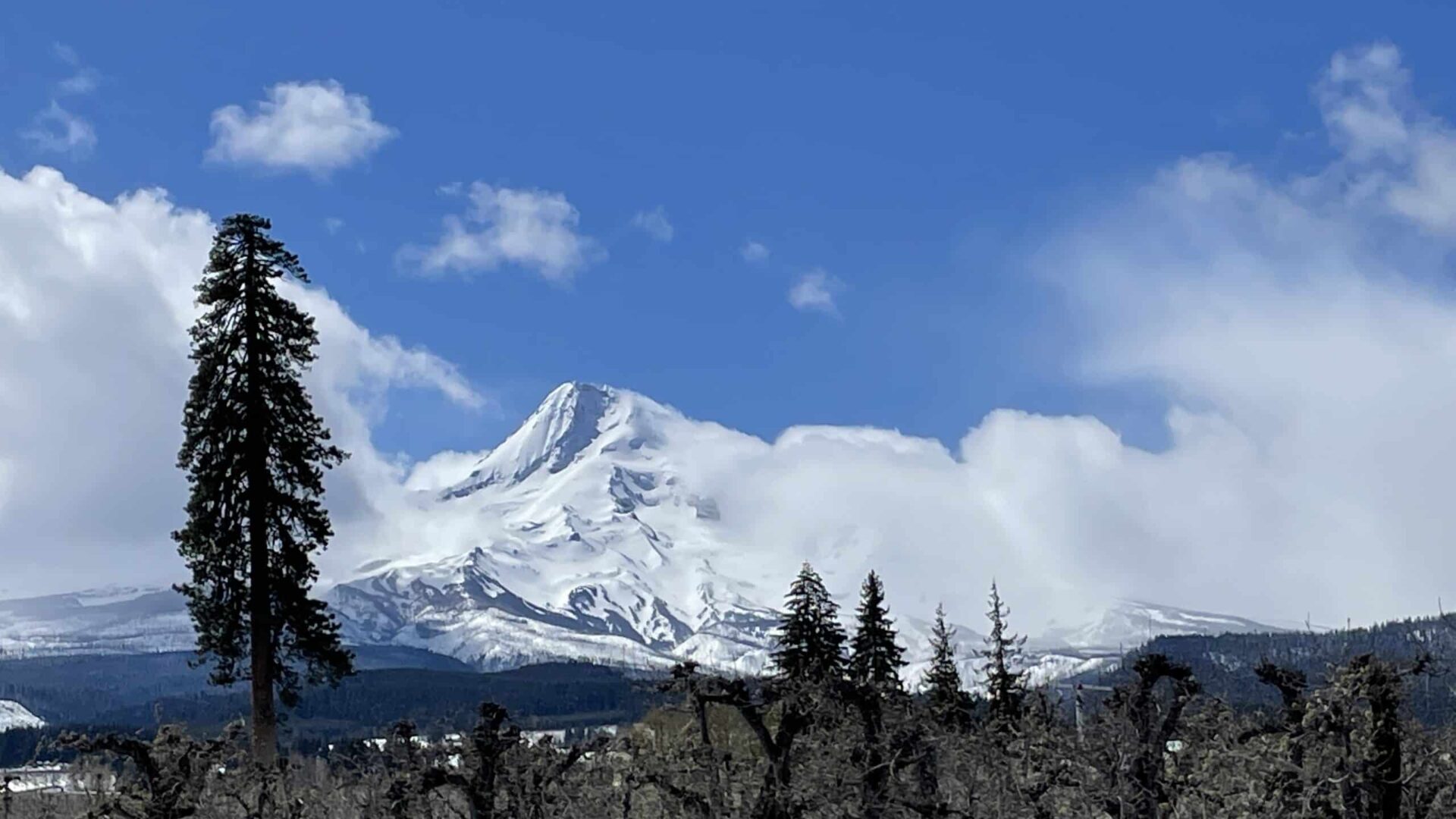 Mt Hood and the Parkdale Pine in Pear Orchards