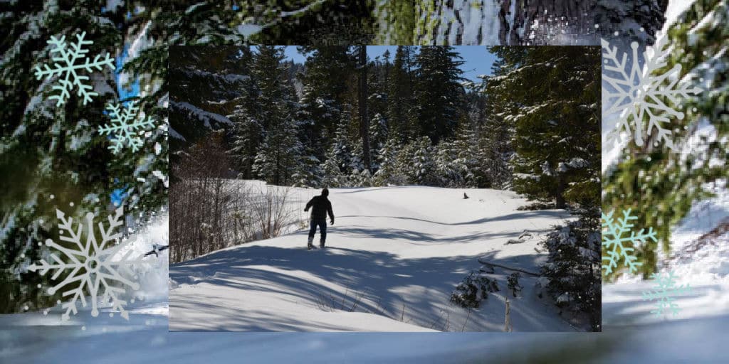 Snowshoeing in the Mt Hood National Forest