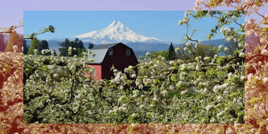 Red barn surrounded by spring blossoms with Mt Hood in the background