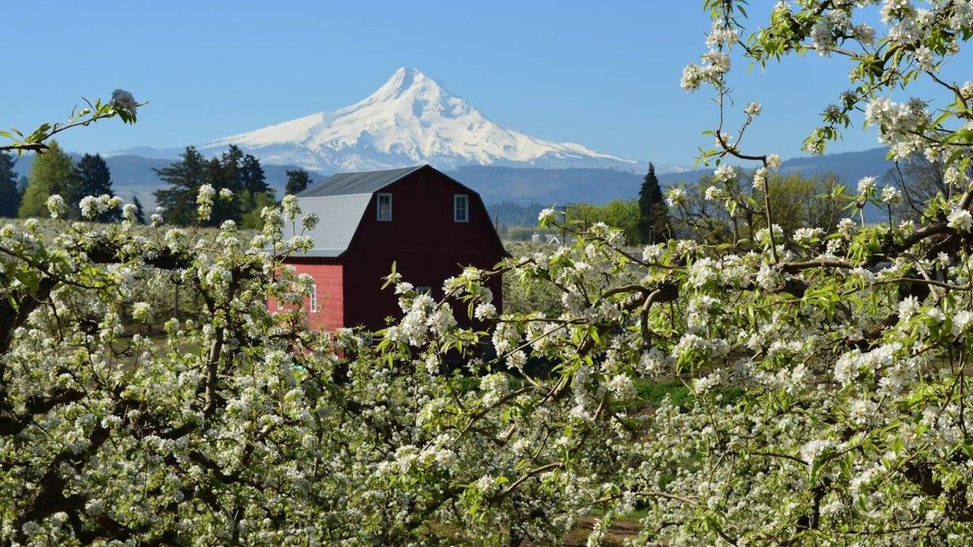 Red barn surrounded by fruit trees in blossom. Mt Hood in the background