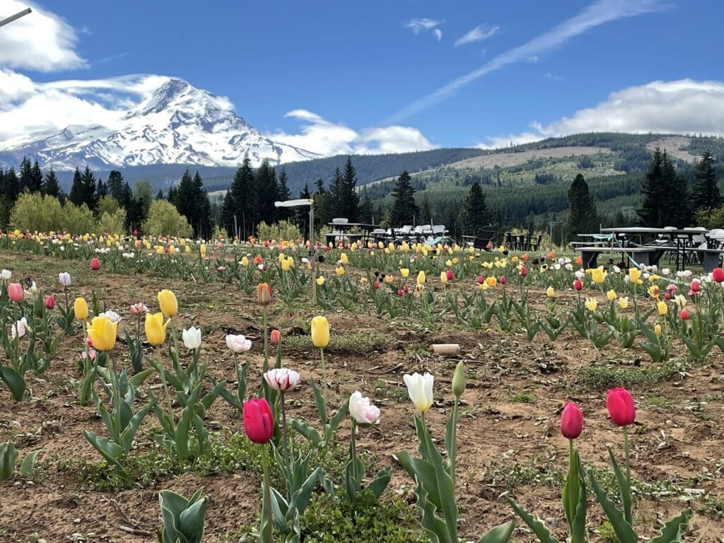 Tulips at Grateful Vineyards