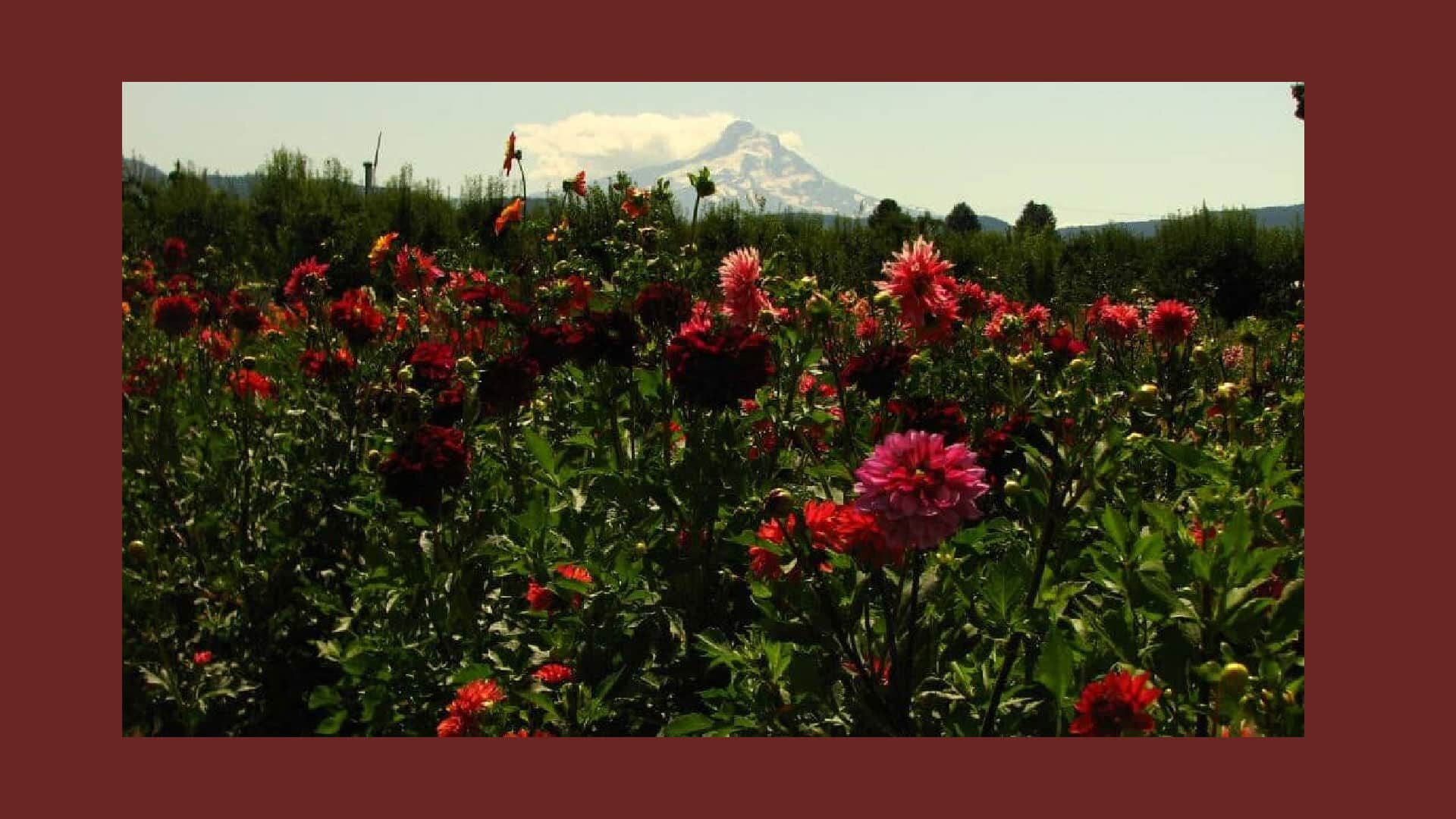 Red Dahlias with Mt Hood in a distance