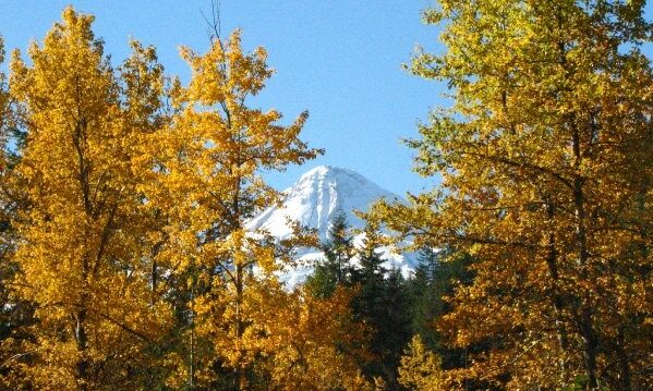 Mt Hood framed by golden fall color