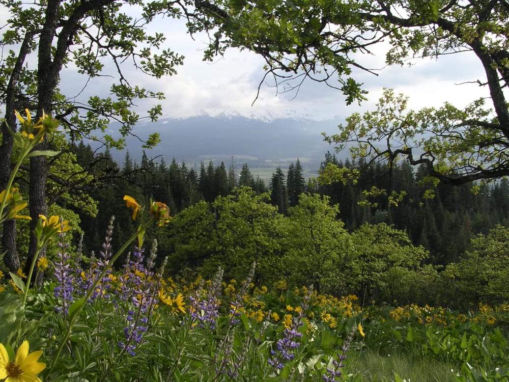 Wildflowers